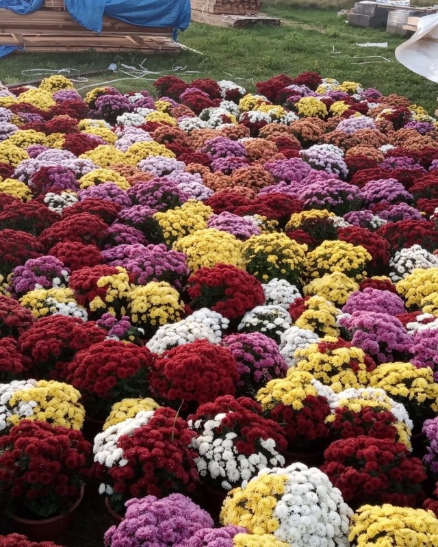 Chryzantemy za free [AKTUALIZACJA)